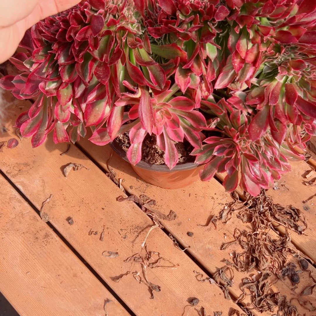 我3258 号多肉多肉法师新年福利