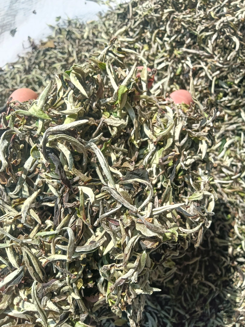 云南普洱古树谷花茶清香醇厚口感独特老鹰茶高品质