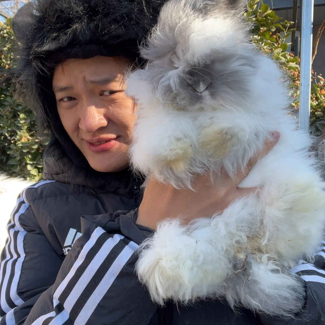 双血统英系安哥拉兔