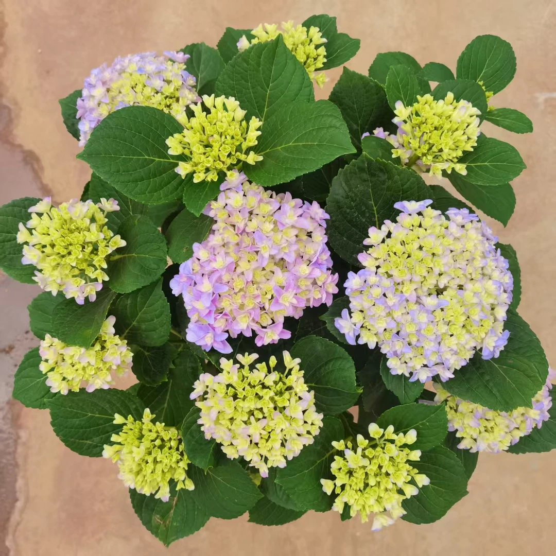 佛罗伦蒂娜粉蓝色重瓣绣球花带花苞多花头起大花型多季节开花