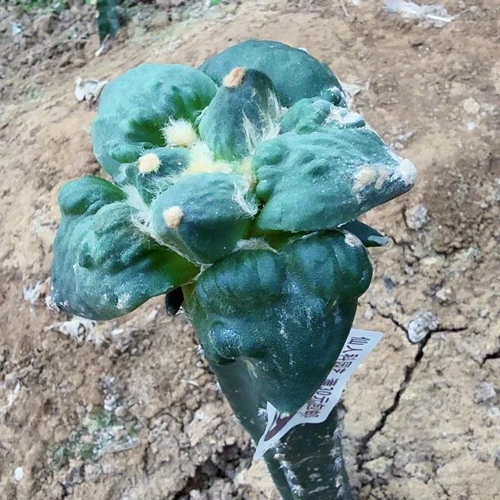 无花朵499栗源怒涛牡丹掌东三