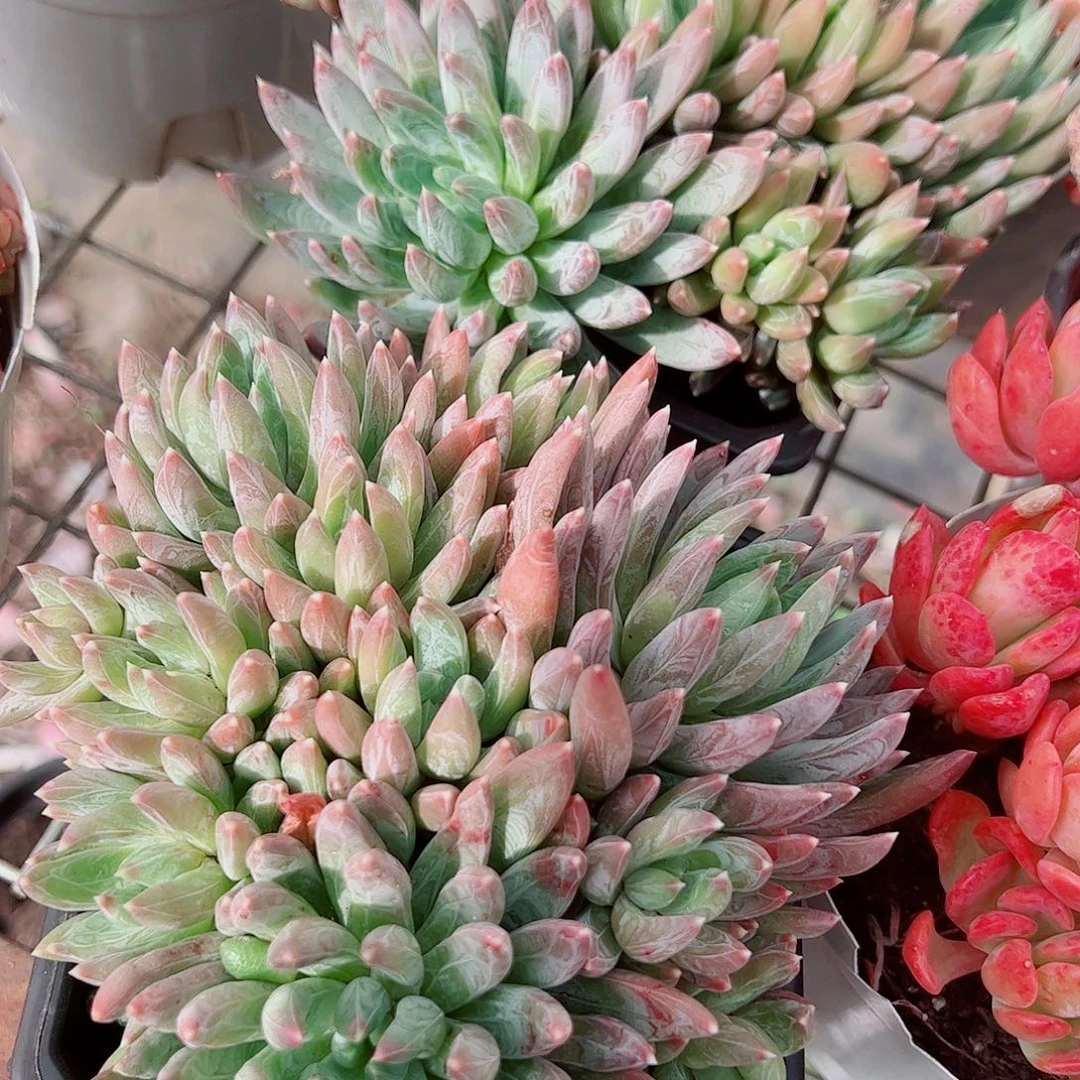 炫彩心多头造型精品特价