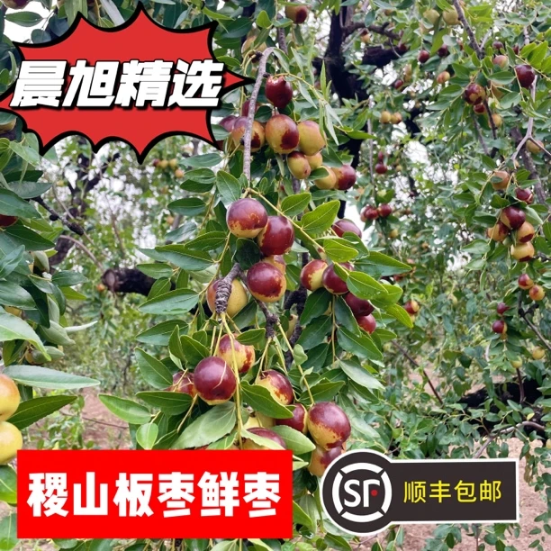 新鲜枣子水果脆甜鲜枣山西稷山板枣红枣当季现摘现发2250g顺丰