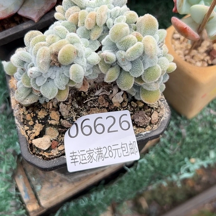 幸运儿的故事也是很有意思