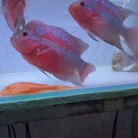 罗汉鱼鸿运罗汉一条aaa