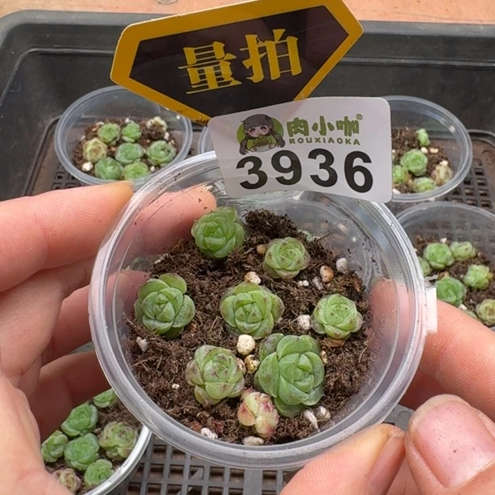 当前无花朵，栽培后可花朵多肉植物多肉植物