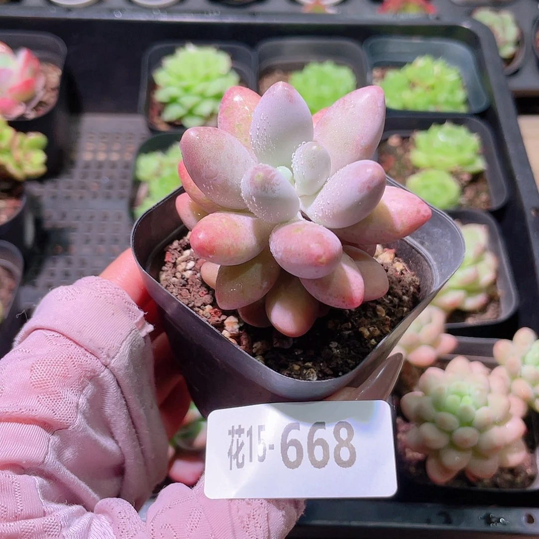 花利美15-668粉色恋人