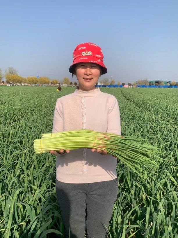 蒜苔新鲜现摘蒜苔自种蒜苔新鲜蒜鲜蒜薹当季蒜苔