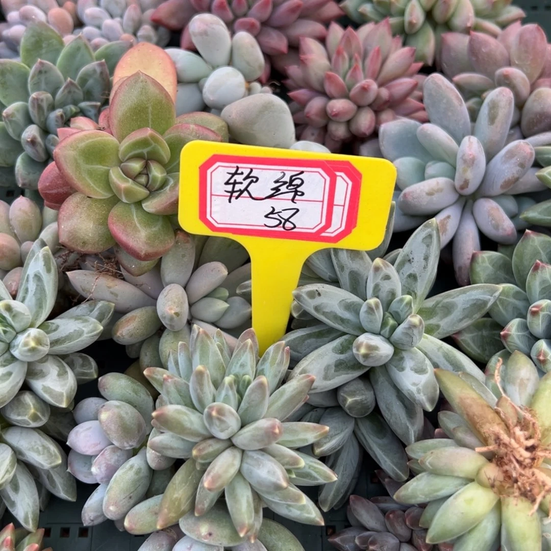 软***长软绵58。
