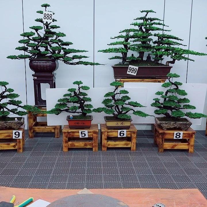无花朵松柏盆景一物一拍