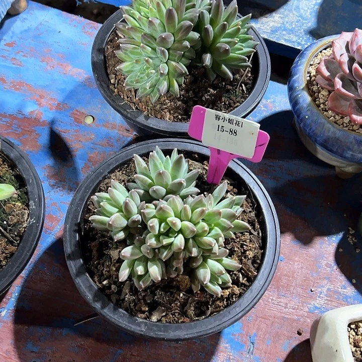 15.88罗兰美人一个脱土