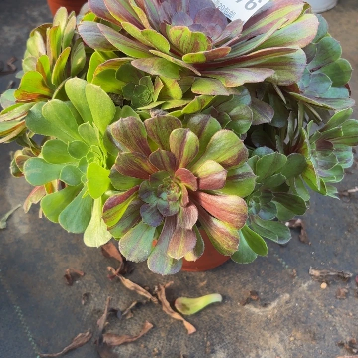 瑞妈多肉植物，876。花月夜