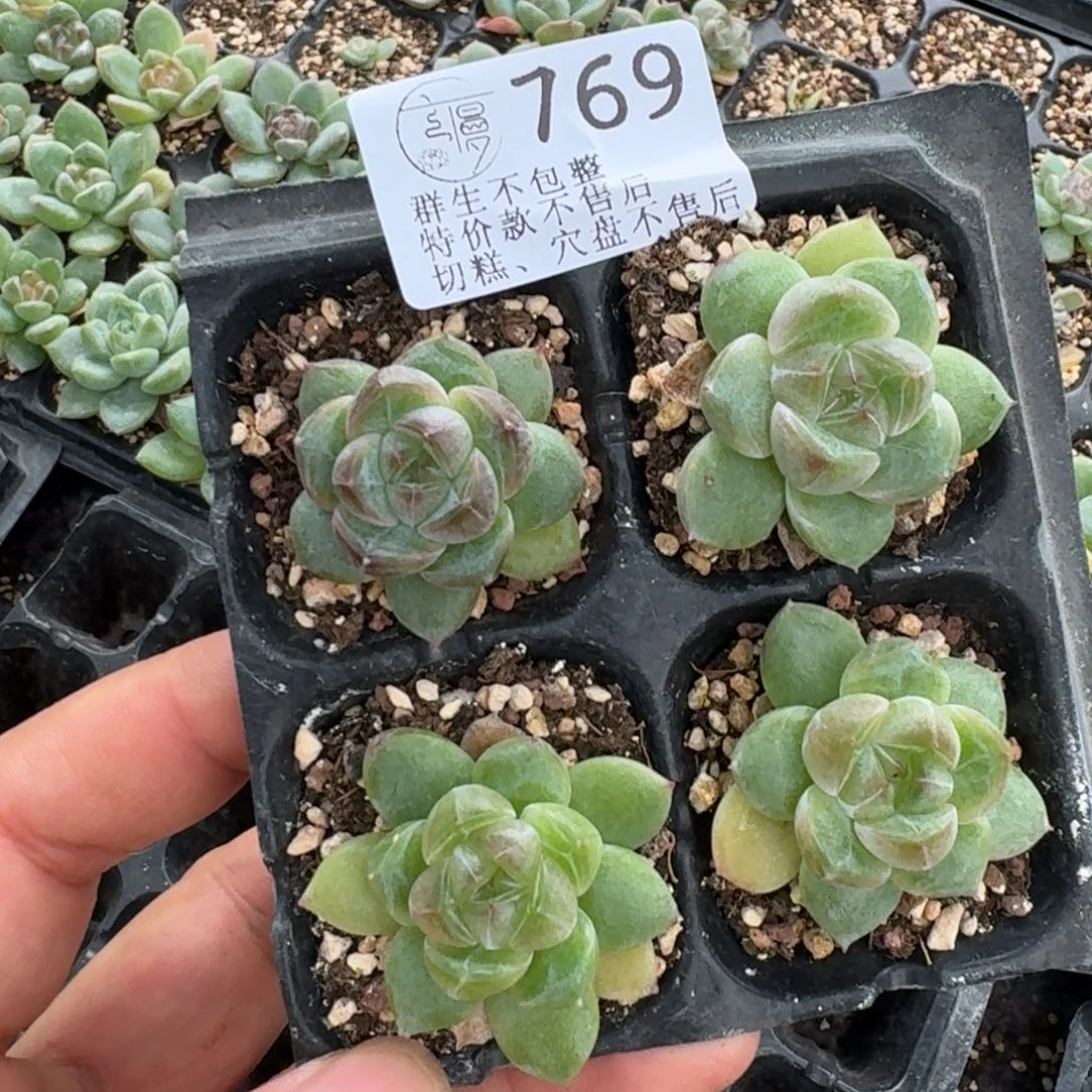 如图769云裳珍妮一份不售后