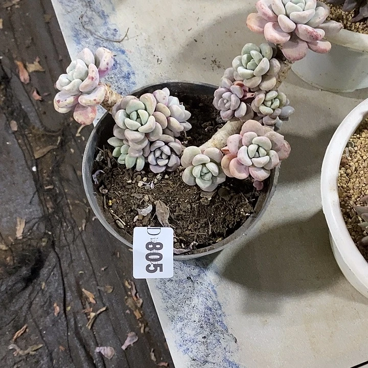 小***抠805花瓣露多肉植物多肉