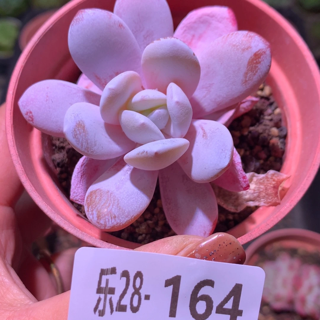 乐然28-164 粉雪莲