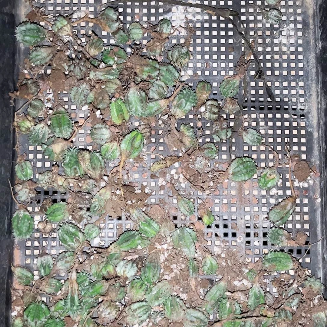 多肉植物关上白镐一盘