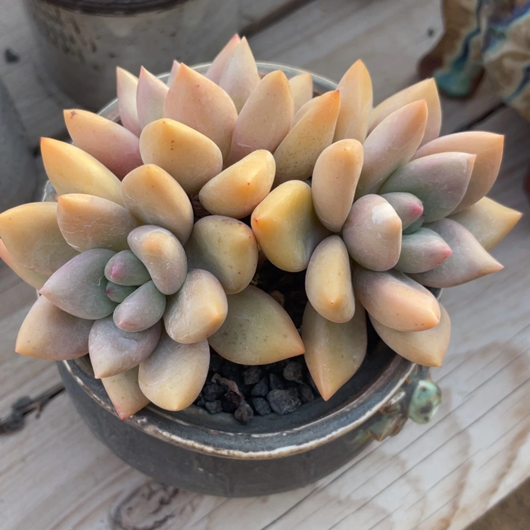 多肉植物多肉植物