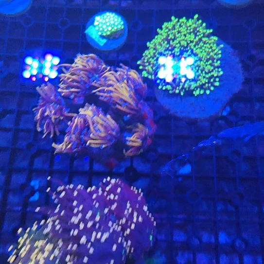纽扣珊瑚火柴两盘，花一个，赠品两个
