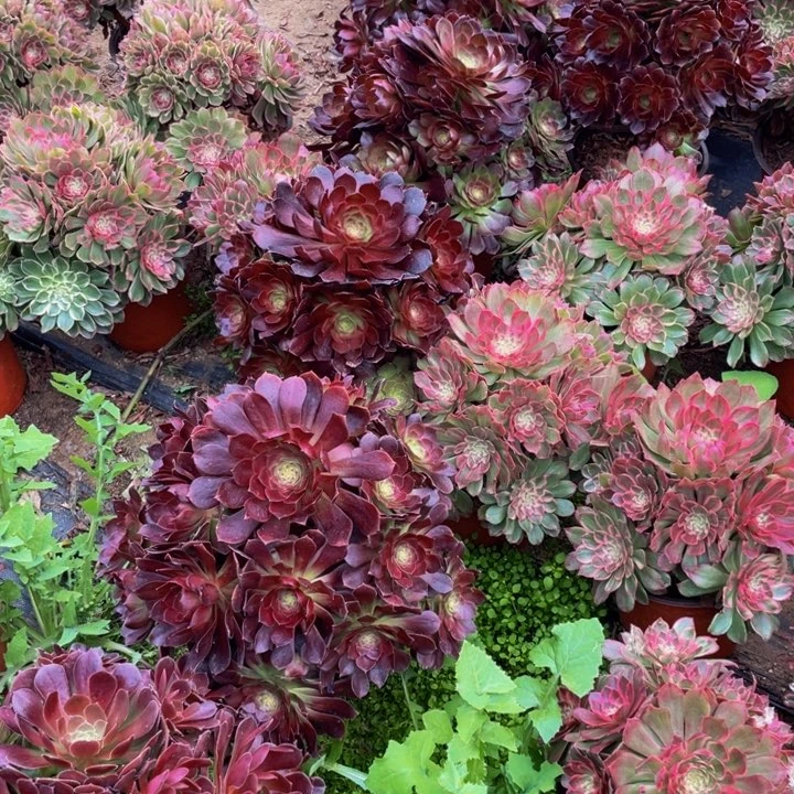 赤炎莲，6颗，，，，，，