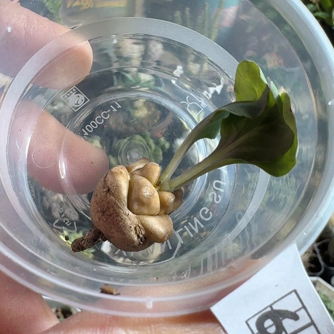 土***丝689蛮鬼塔脱土发货