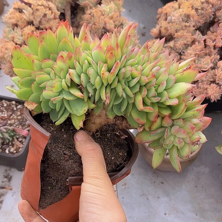 绮罗朵朵缀28220多肉植物