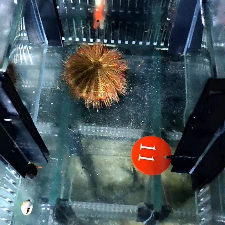 彩虹海胆两个，50一个，运费40/125-11