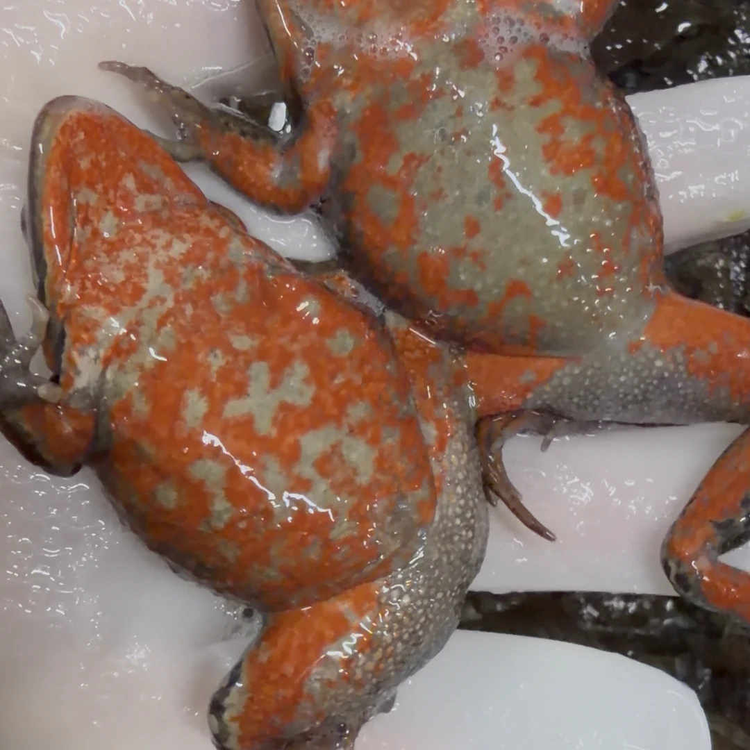 东北全母系一斤约20多个左右一单2斤活体发货保鲜不保活