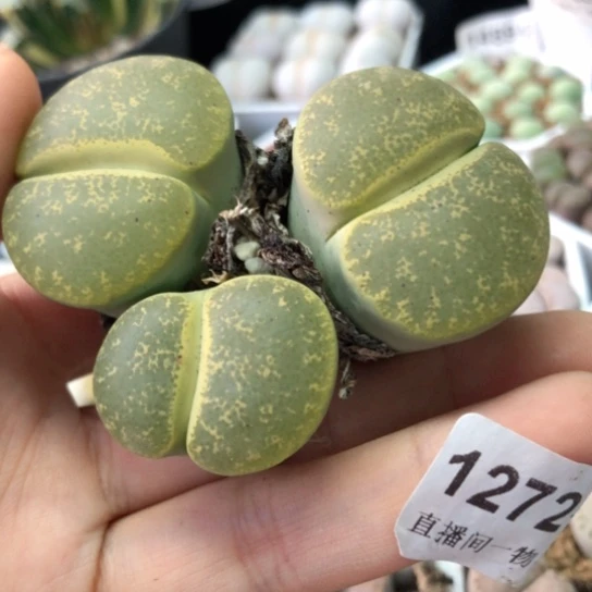 1272，群如图一物一拍