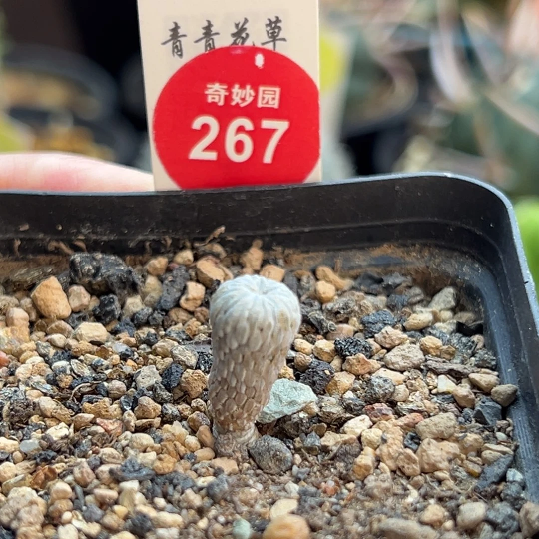 实生优选精巧殿0.9cm