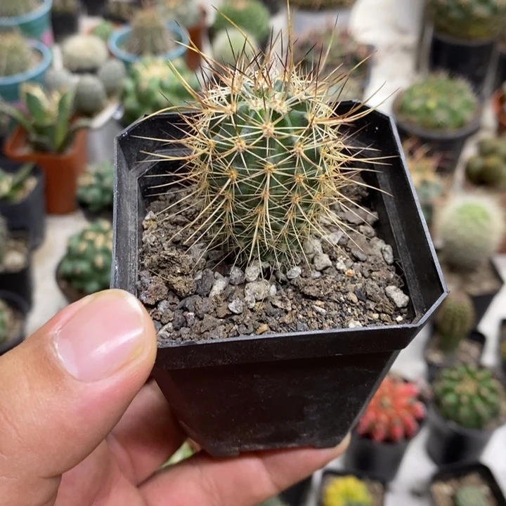 实生幻虾特价福利