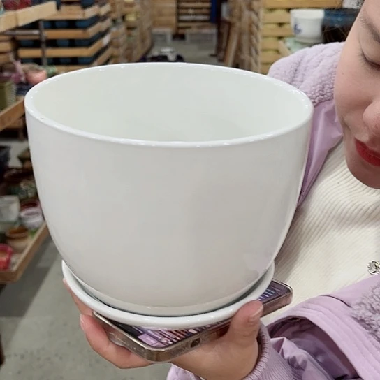 红陶花盆里还有几棵树上