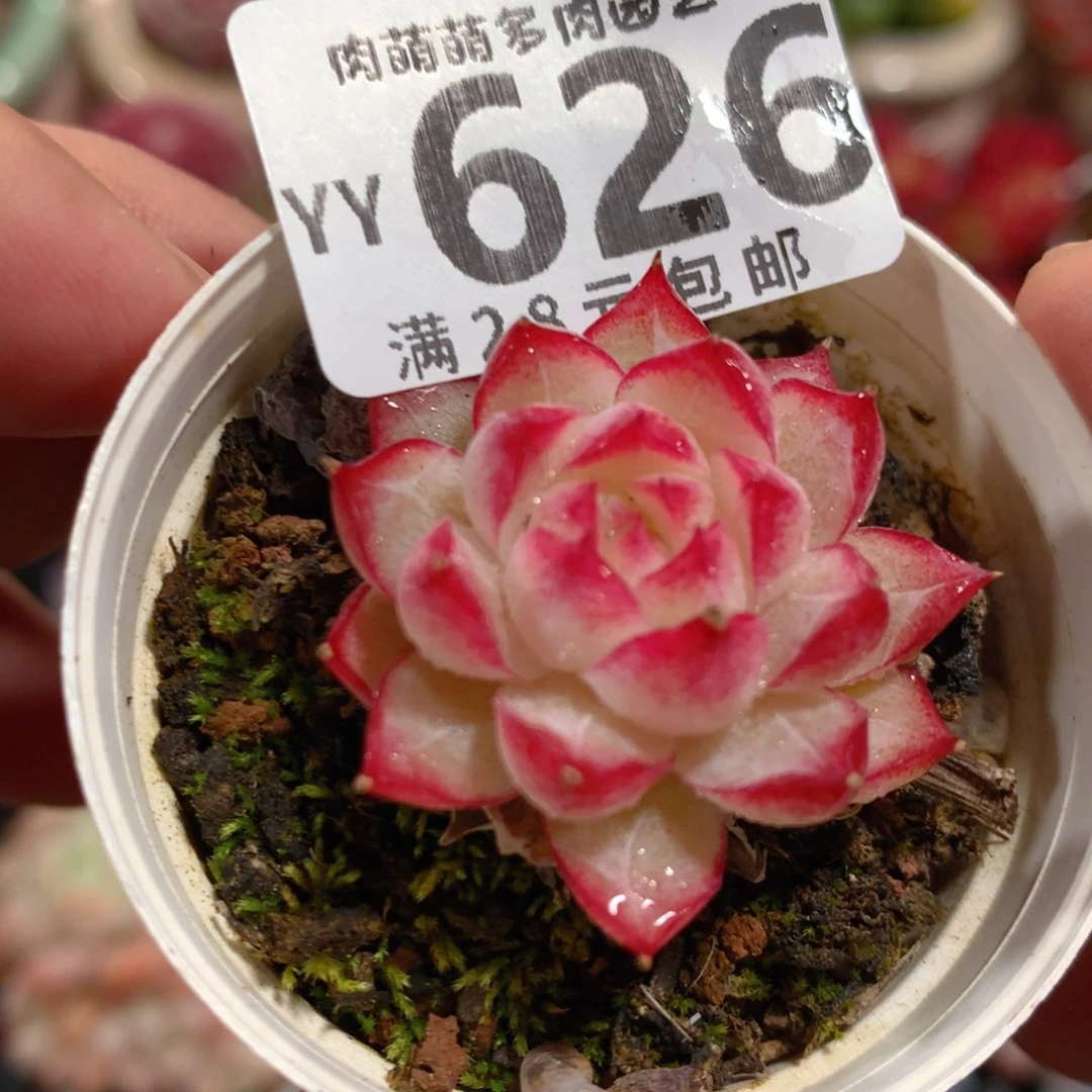 5CM拇指盆精控多肉YY626