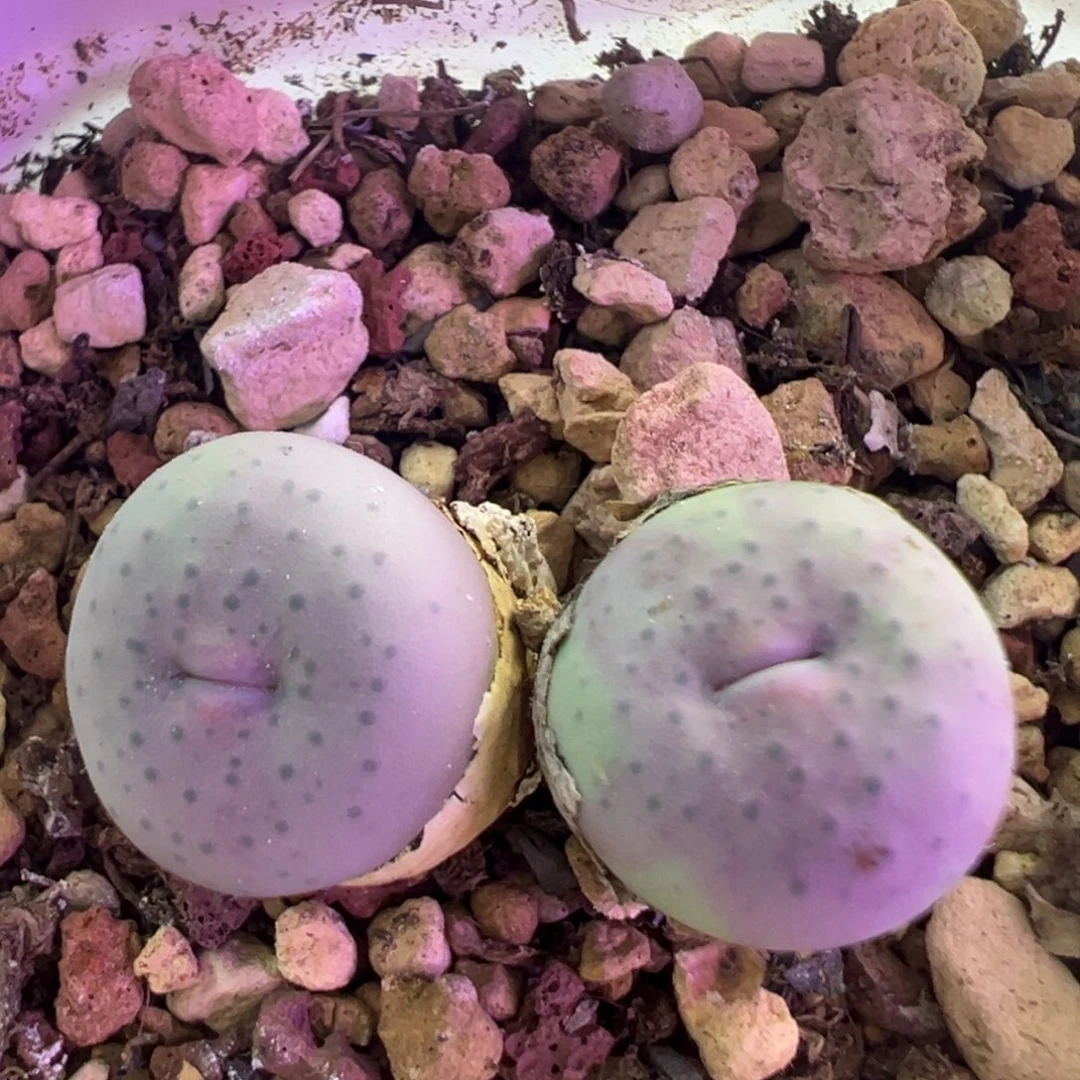 中型奶油嘴 肉锥植物