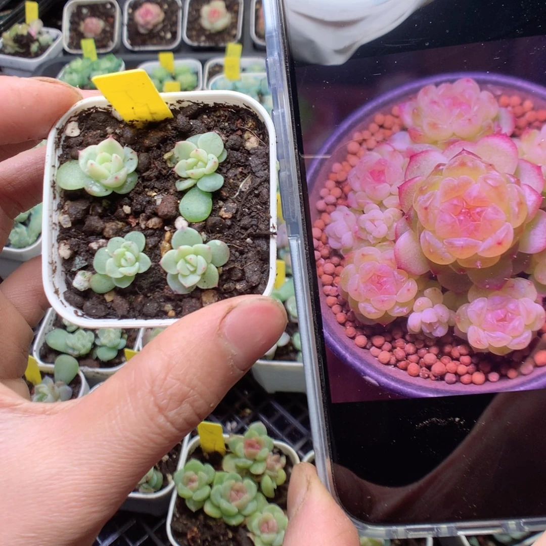 无花朵T19。竹马4颗yyyyyy