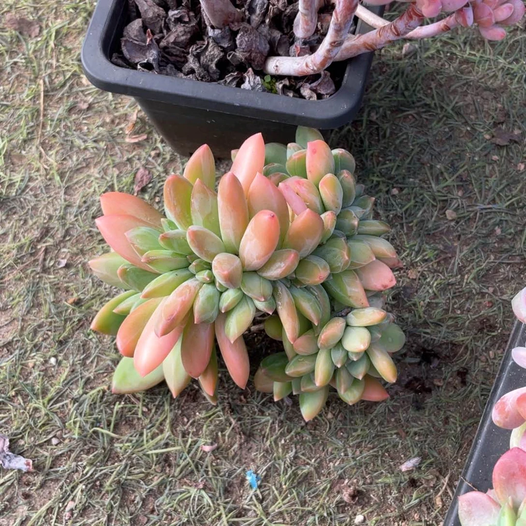 【闪购商品】完全开放海洋之歌