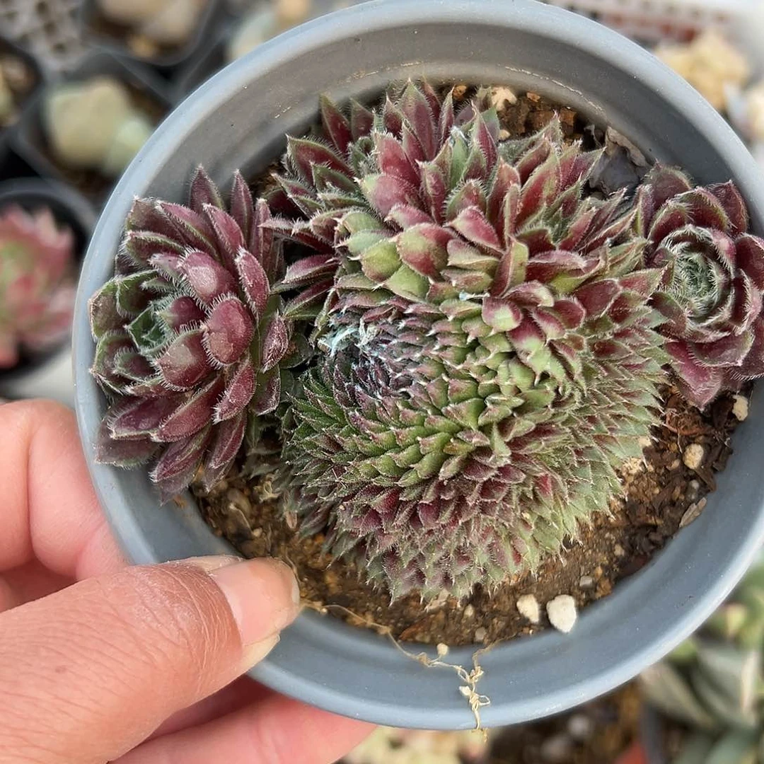 多肉植物多肉植物