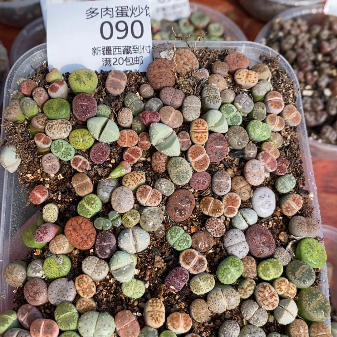 感谢您的光临，00090