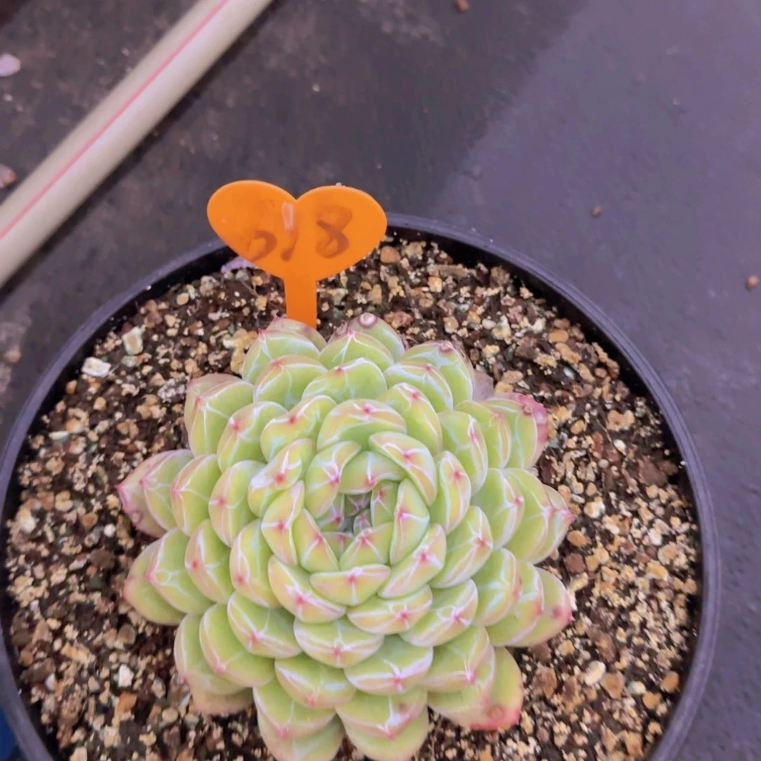 桃**福518多肉植物一物一拍