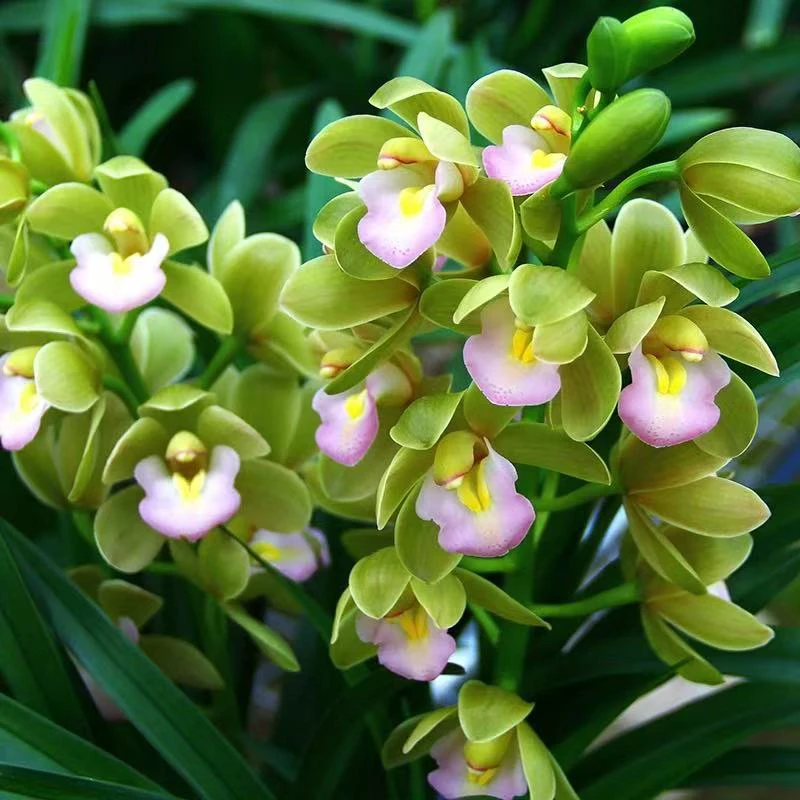 兰花【翡翠香水】一盆带5支花剑 年宵花 蕙兰品种 兰花盆栽