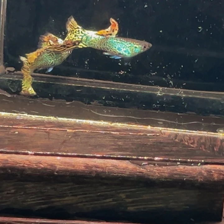 孔雀鱼黄蛇俩对包邮