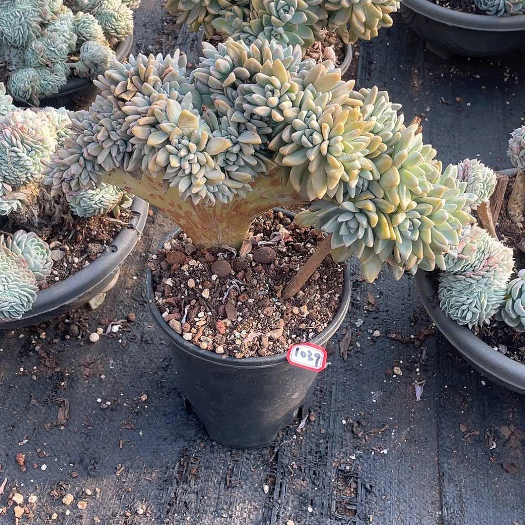 1039 淡雪缀 一物一拍多肉