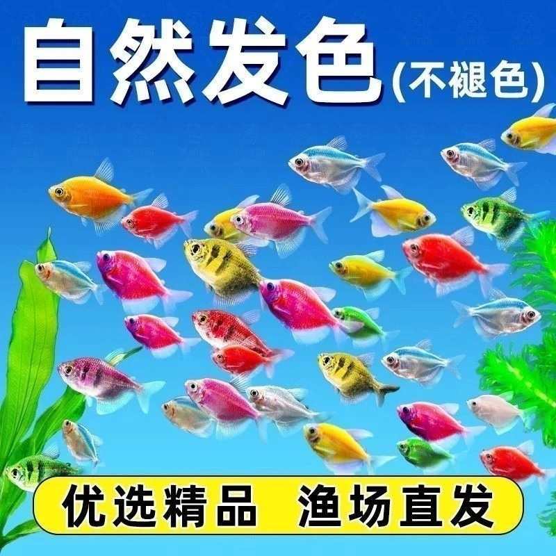 7彩天使鱼小型热带鱼群游冷水鱼耐活