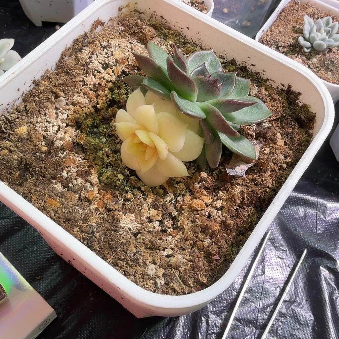 长***安专拍锦植物一物一拍