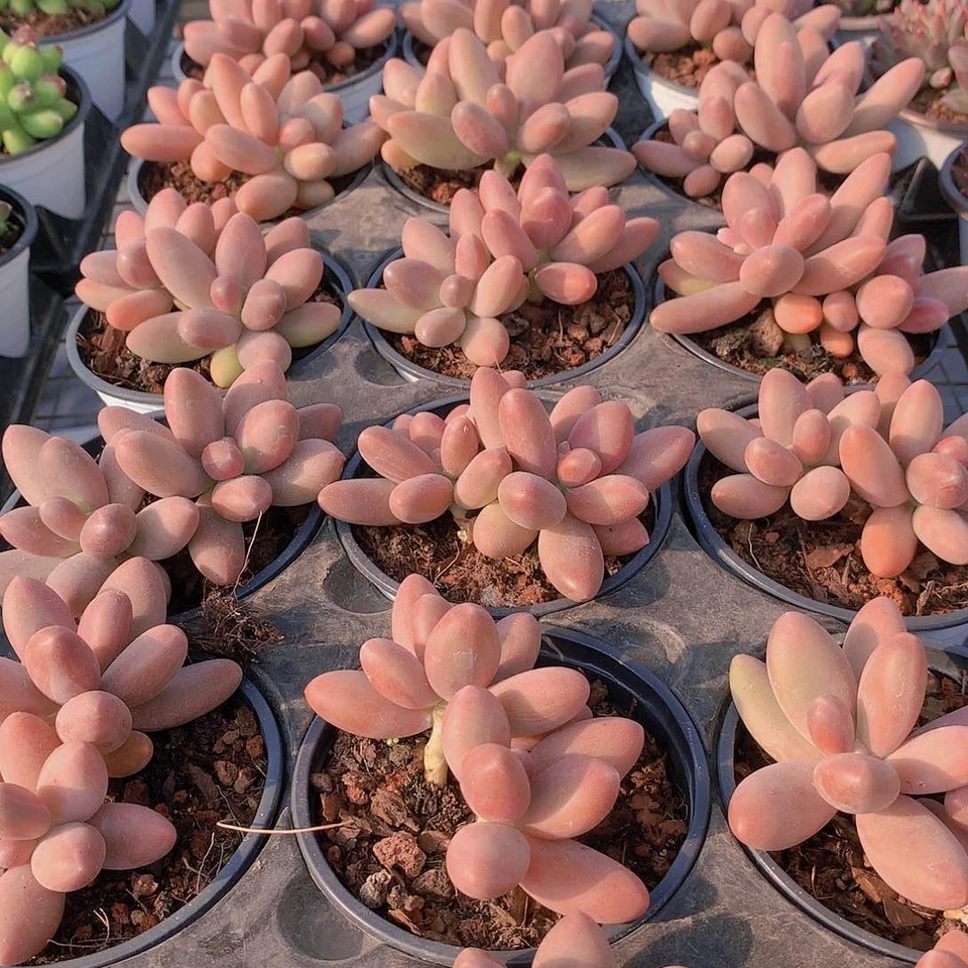 糖果美人3456788999900