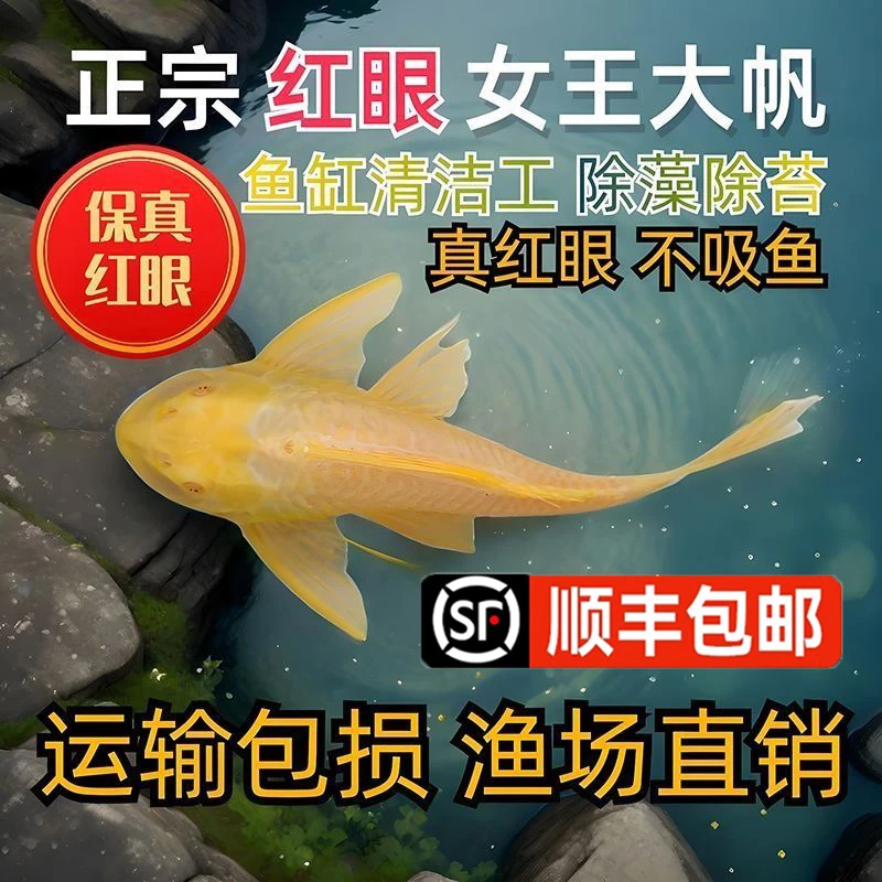 清道夫女王大帆鱼鱼缸清洁工观赏鱼热带淡水吃垃圾粪便清理藻类