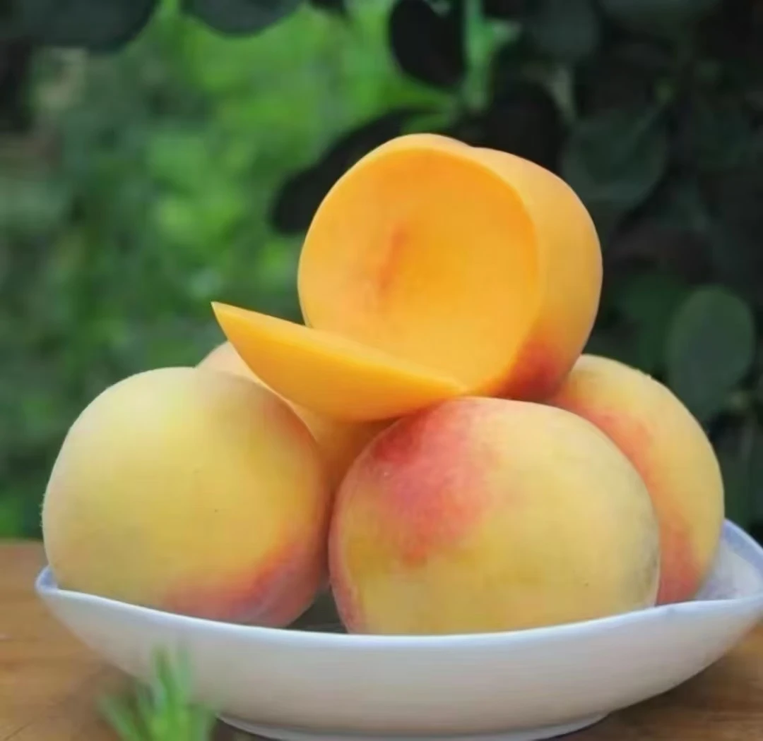 建宁锦绣黄桃现采现发果园直发水果孕妇小孩都可以食用