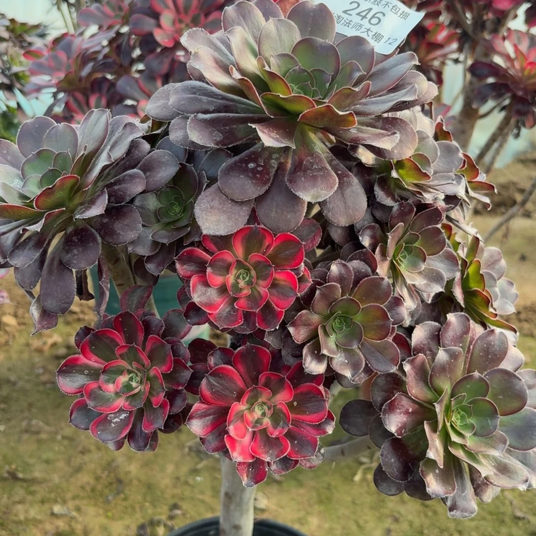 246丽娜阴阳多肉植物法师