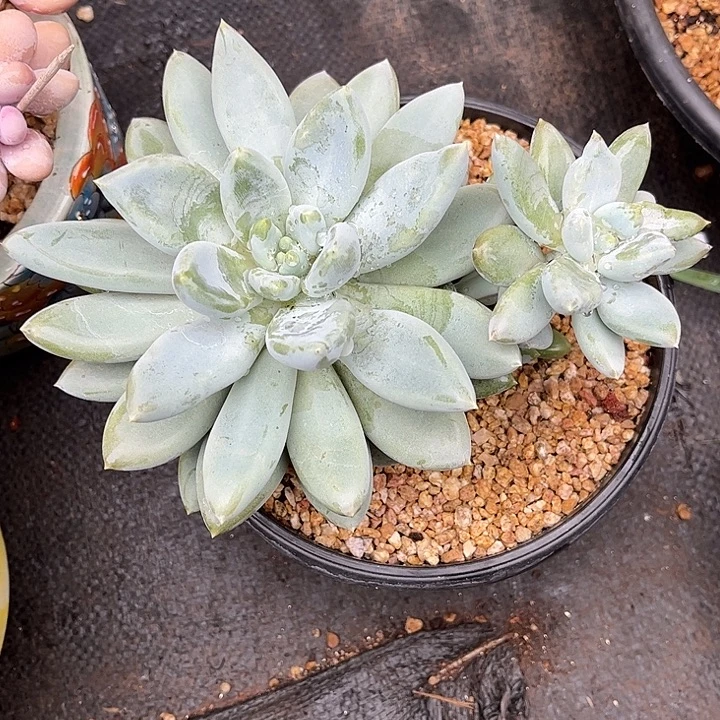 多肉植物一物一拍