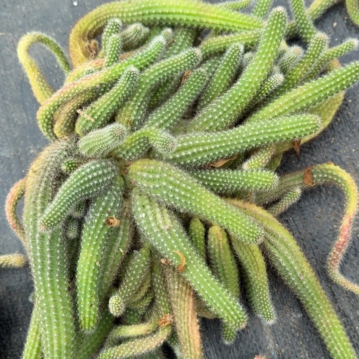 白檀仙人掌群生一群66
