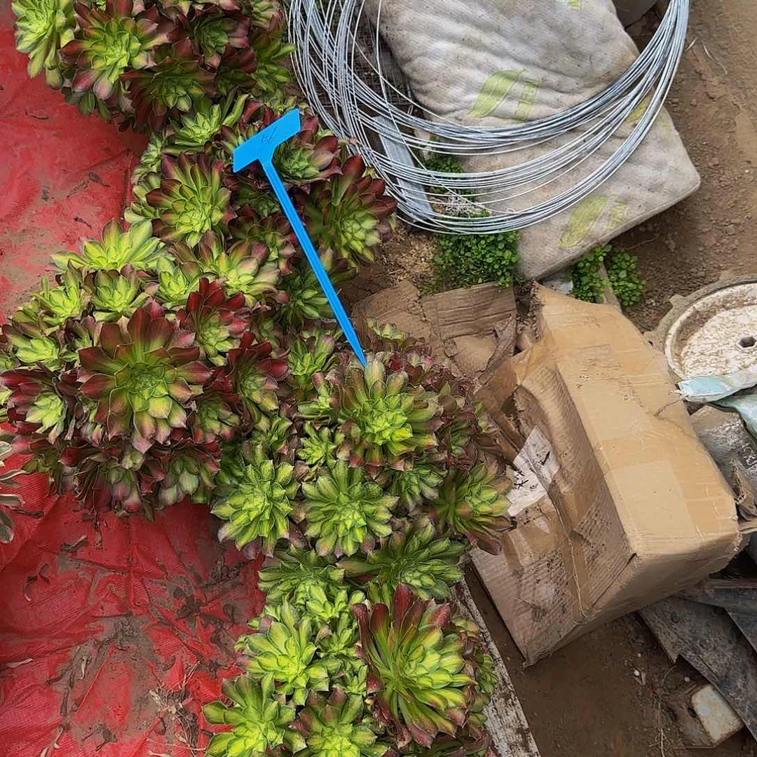 招*喵56六颗韶华多肉哦哦哦